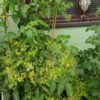 Microwein Tomate – Bild 2
