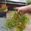 Microwein Tomate