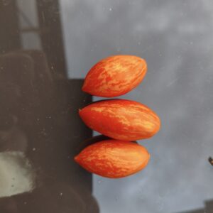 Lukas' Fruchttiger, 5 Samen (Brads Atomic Grape x Sweet Aperitif F4 "Danni -Lukas"), Tomate