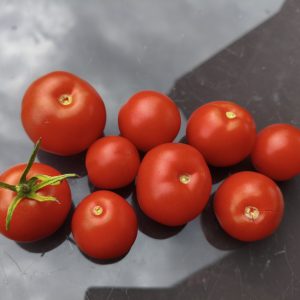 Red SunGrande F4, braunfäuleresistent!