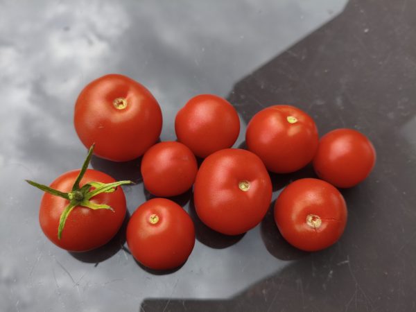 Red SunGrande F4, braunfäuleresistent!