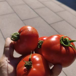 Mountaineer Pride - Braunfäuleresistente Fleischtomate