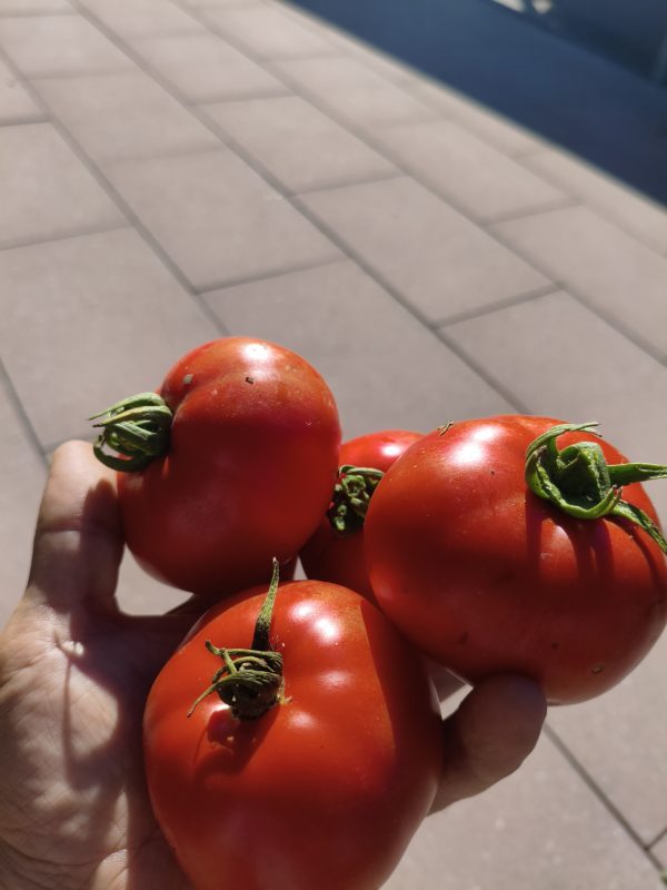 Mountaineer Pride - Braunfäuleresistente Fleischtomate