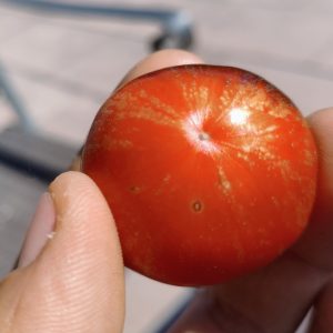 Polar Goddess F4, Frühreife Tomate mit begrenztem Wuchs
