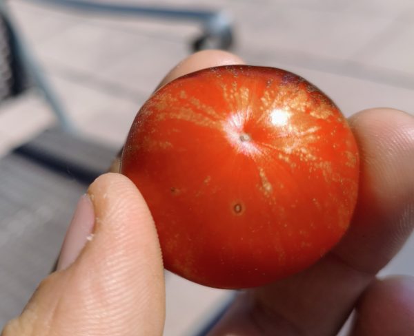 Polar Goddess F4, Frühreife Tomate mit begrenztem Wuchs
