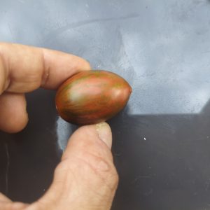 Bagsadj F6 (5 Samen) (Brads Atomic Grape x Sweet Aperitif "Danni - Juliane"), Tomate