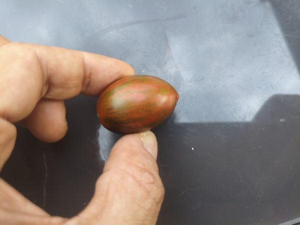 Bagsadj F6 (5 Samen) (Brads Atomic Grape x Sweet Aperitif "Danni - Juliane"), Tomate