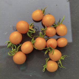 Sun of the rainy Mountains F4, Braunfäuleresistente Tomate