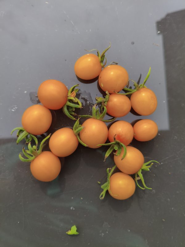 Sun of the rainy Mountains F4, Braunfäuleresistente Tomate