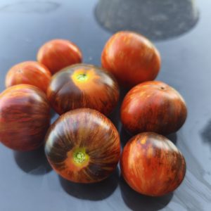 Polar Goddess F5, Frühreife Tomate mit begrenztem Wuchs