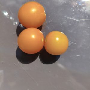Sun of the rainy Mountains F5, Braunfäuleresistente Tomate
