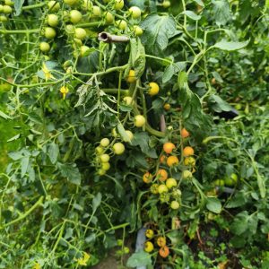 Sun of the rainy Mountains F5, Braunfäuleresistente Tomate