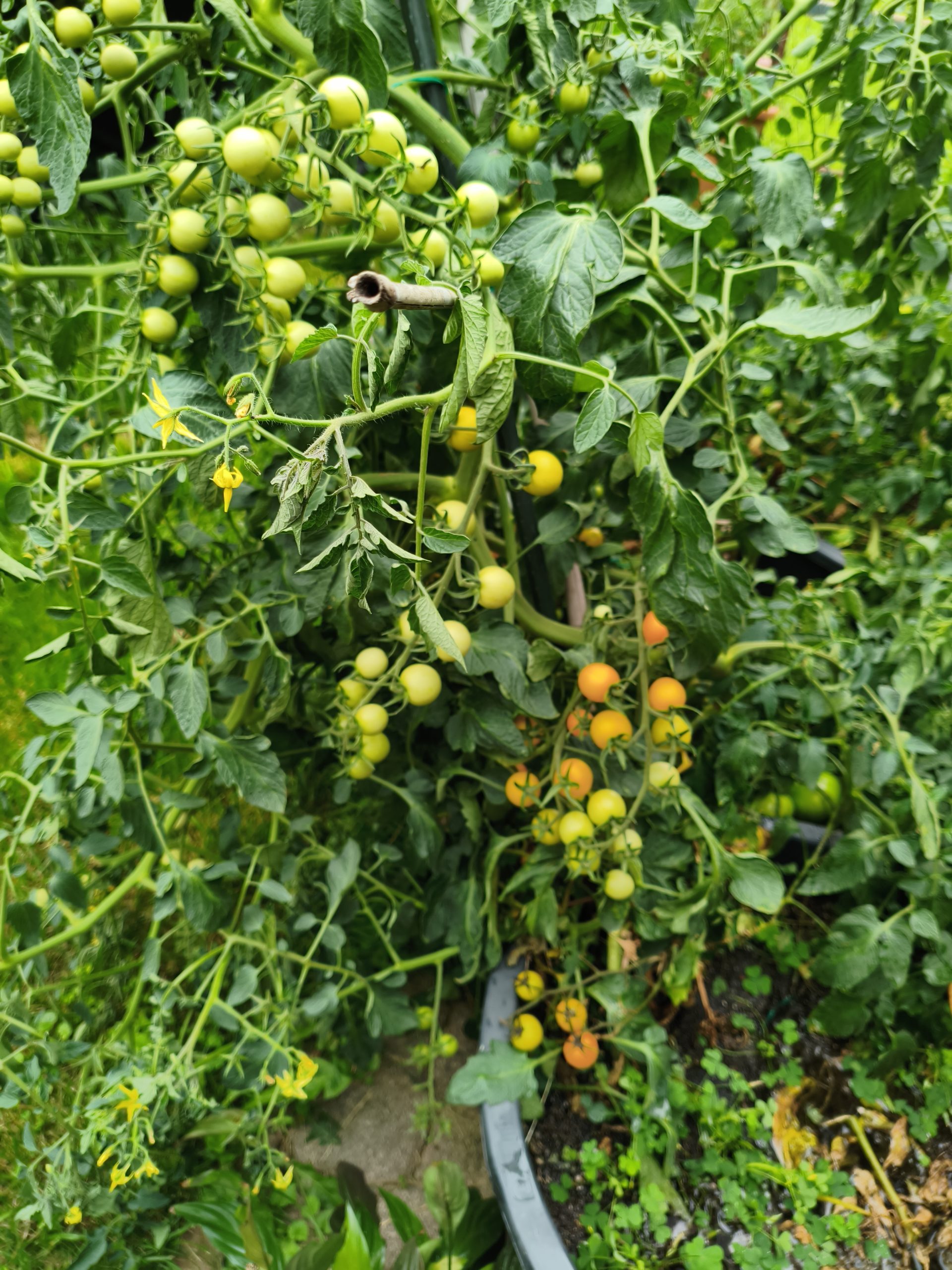 Sun of the rainy Mountains F5, Braunfäuleresistente Tomate