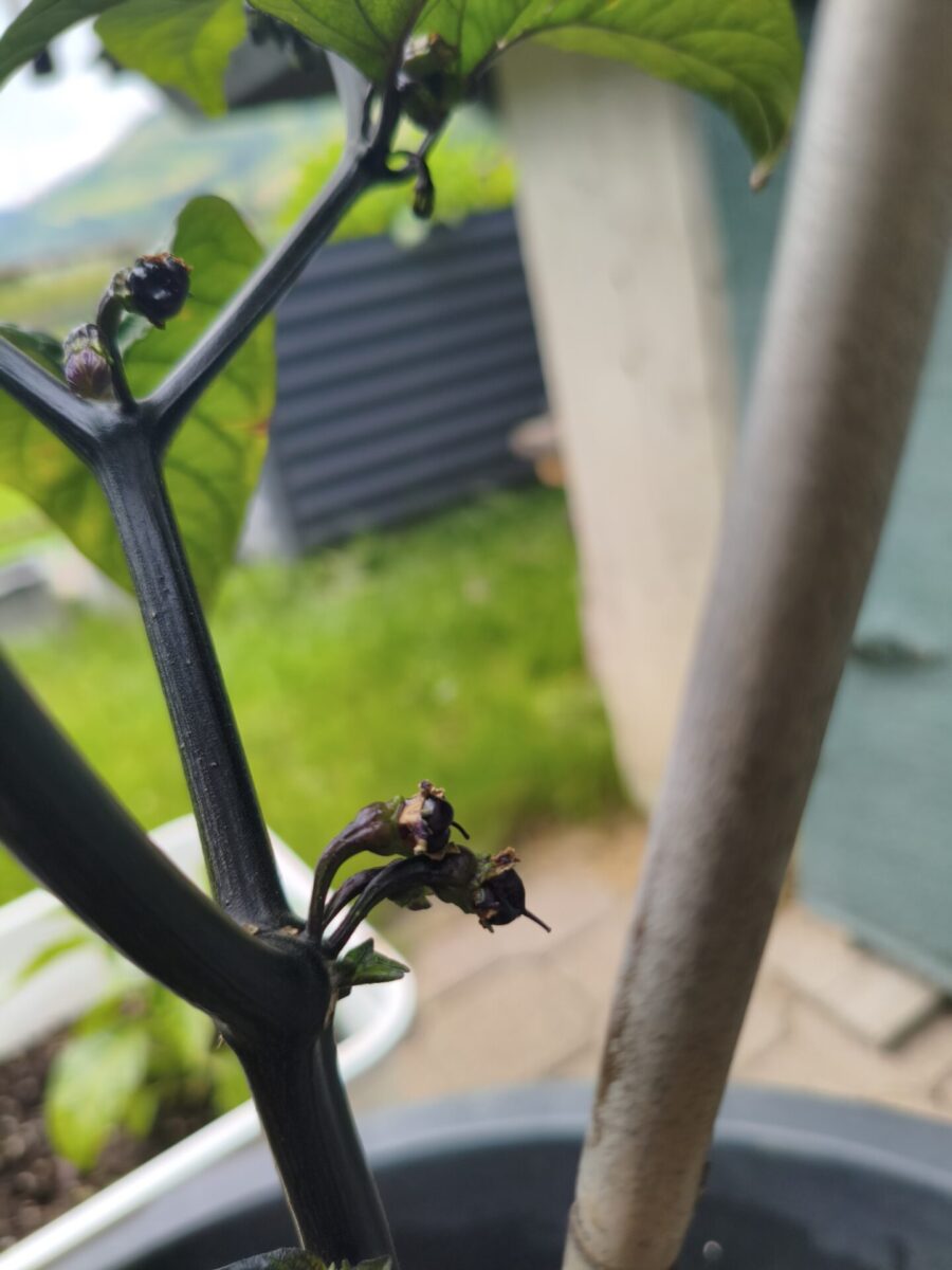 Darkanero F7 erste Früchte und etwas gelitten 1 1000001800