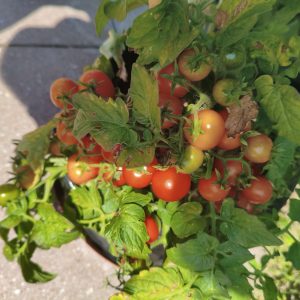 Vilma, 30cm Microdwarf Tomate