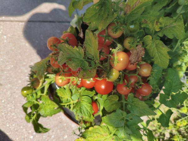 Vilma, 30cm Microdwarf Tomate
