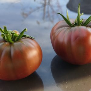 Red Trash Panda, 5 Samen, Fleischtomate