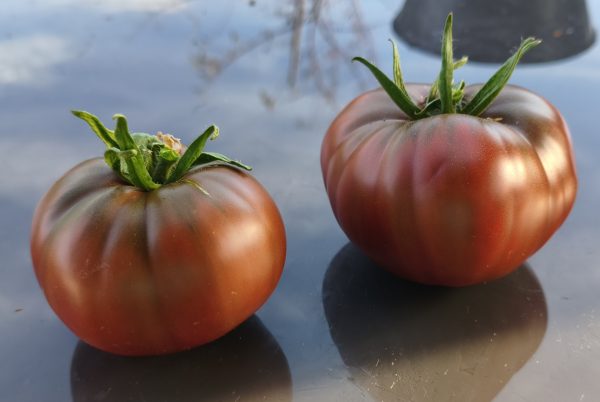 Red Trash Panda, 5 Samen, Fleischtomate