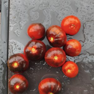 Teenage Dirtbag F4, determinierte Buschtomate