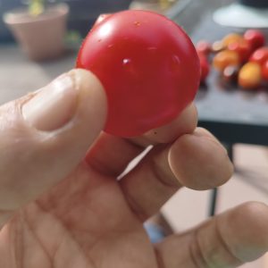 Ruthje, Tomate