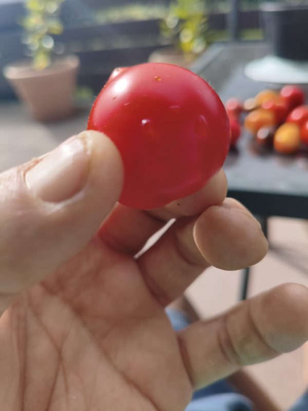 Ruthje, Tomate