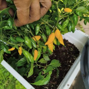 Limòn kompakte capsicum chinense Chili Schärfe 8/12