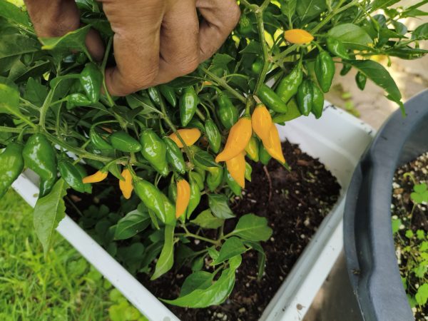 Limòn kompakte capsicum chinense Chili Schärfe 8/12