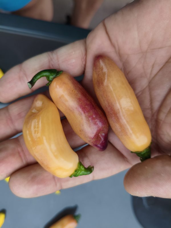 Darkanero F8, 5 Samen, Habanero sehr scharf