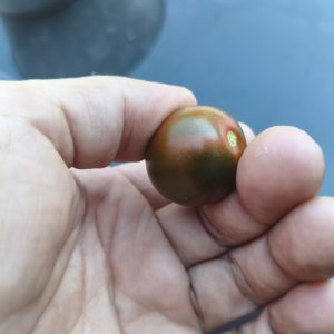 Koa F5 Lukas