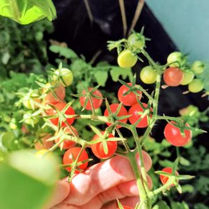 ZuGo F2 (Zuckerino x Goldita)